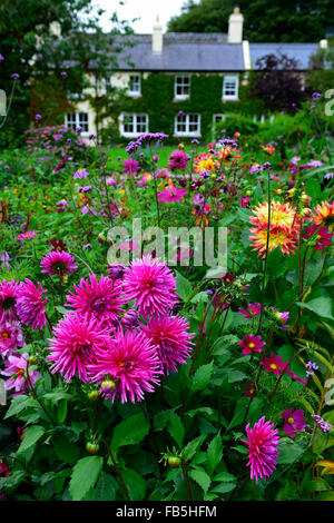 Dahlia cactus rose bed border afficher rathbawn kilteel vivaces jardins floraux RM Kildare Banque D'Images