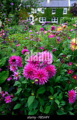 Dahlia cactus rose bed border afficher rathbawn kilteel vivaces jardins floraux RM Kildare Banque D'Images