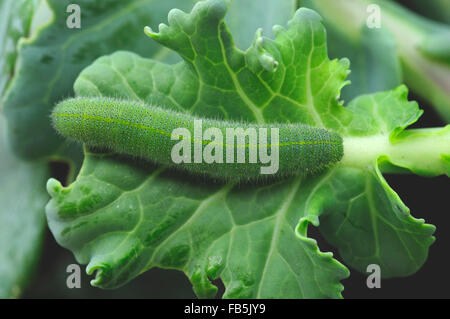 Petit papillon blanc caterpillar (Pieris rapae) Banque D'Images