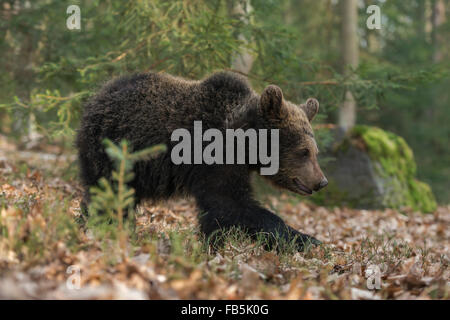 Les jeunes ours brun européen Europaeischer / Braunbaer ( Ursus arctos ) promenades à travers une forêt mixte. Banque D'Images