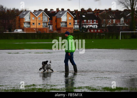 Tonbridge, Kent, Angleterre le 10 janvier 2016 : Un homme se promène avec son chien grâce à l'inondation sur un terrain de jeu à Tonbridge. Les récentes fortes pluies a quitté les terrains partiellement inondée et le sol saturé, et la rivière Medway (qui traverse la ville) est en plein de la banque. Credit : James Brunker / Alamy Live News Banque D'Images