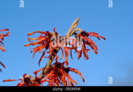 L'hamamélis (Hamamelis x intermedia Jelena) en fleurs Banque D'Images