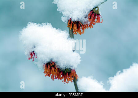 L'hamamélis (Hamamelis x intermedia Jelena) dans la fleur de neige Banque D'Images