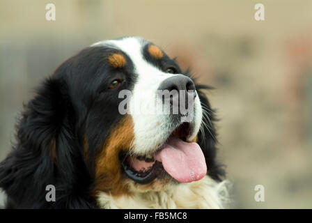 Chien de bétail bernois Banque D'Images