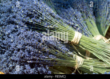 Bouquets de lavande séchée(Lavandula angustifolia) Banque D'Images