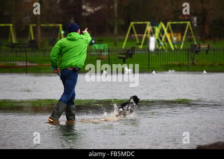 Tonbridge, Kent, Angleterre le 10 janvier 2016 : Un homme jette un bâton à son chien de chasse dans l'eau de l'inondation sur un terrain de jeu à Tonbridge. Les récentes fortes pluies a quitté les terrains partiellement inondée et le sol saturé, et la rivière Medway (qui traverse la ville) est en plein de la banque. Credit : James Brunker / Alamy Live News Banque D'Images