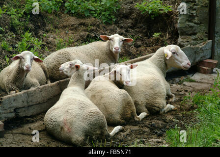 Troupeau de moutons troupeau à l'abreuvoir Banque D'Images