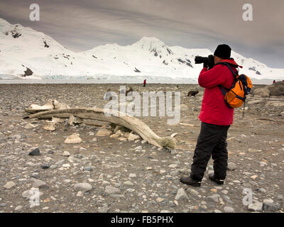 L'Antarctique, îles Shetland du Sud, demi-lune est, Baliza Hill, photographe masculin à l'aube, prenant photo de mâchoire de baleine Banque D'Images