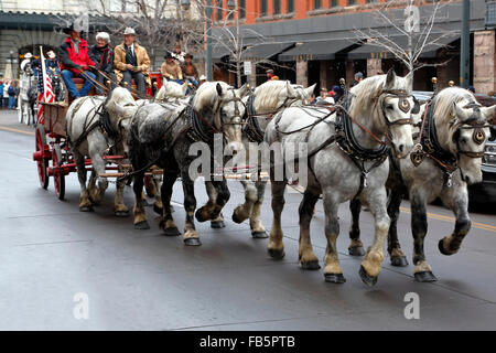 Équipe de chevaux de trait gris tirant une charrette, National Western Stock Show Parade de lancement, Denver, Colorado USA Banque D'Images