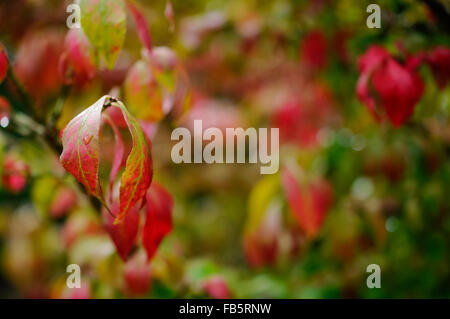 Euonymus alata bush avec des feuilles changer du vert au rouge en automne. Banque D'Images