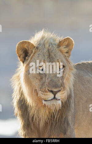 Portrait d'un vieux lion dans le parc d'Etosha, Namibie Banque D'Images