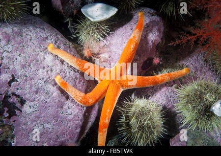 Étoile de mer de sang sous l'eau à Saguenay. Lawrence Marine Park Banque D'Images