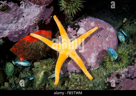 Étoile de mer de sang sous l'eau à Saguenay. Lawrence Marine Park Banque D'Images