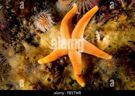 Sous l'étoile de mer de sang qui se nourrit d'une éponge marine dans le golfe du Saint-Laurent Banque D'Images