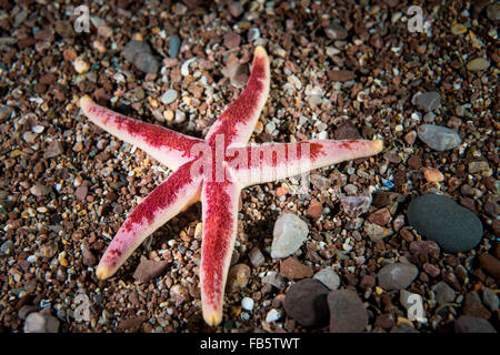 Sous l'étoile de mer de sang à l'île Bonaventure dans le golfe du Saint-Laurent Banque D'Images