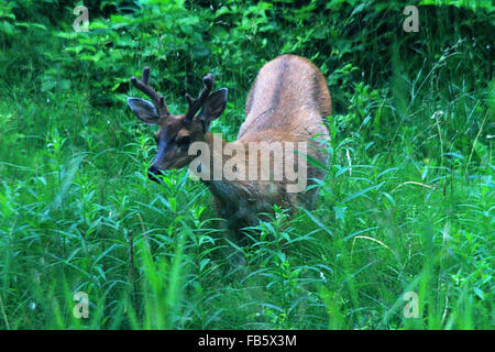 Le cerf noir Sitka marcher dans les hautes herbes à Hoonah, Alaska Banque D'Images