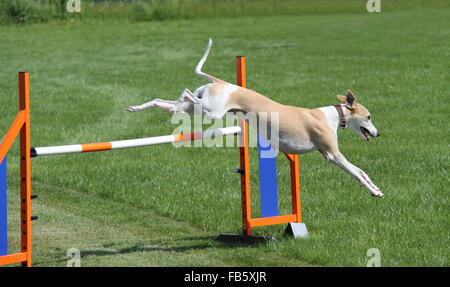 Un beau chien Whippet sautant par-dessus un saut en bois. Banque D'Images