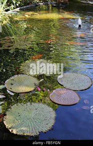 Les feuilles de nénuphar sur un bassin à kois. Banque D'Images