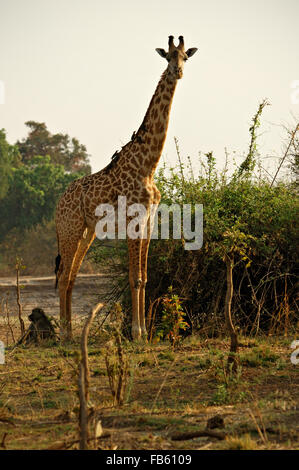 La Rhodésie ou Thornicroft Girafe (Giraffa camelopardalis) thornicrofti dans le parc national de South Luangwa, en Zambie Banque D'Images