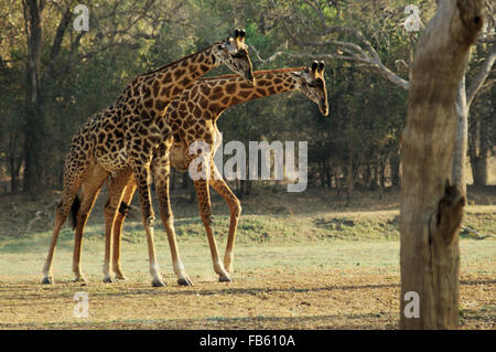 Deux Rhodesian ou de Thornicroft Girafe (Giraffa camelopardalis) thornicrofti dans le parc national de South Luangwa, en Zambie Banque D'Images