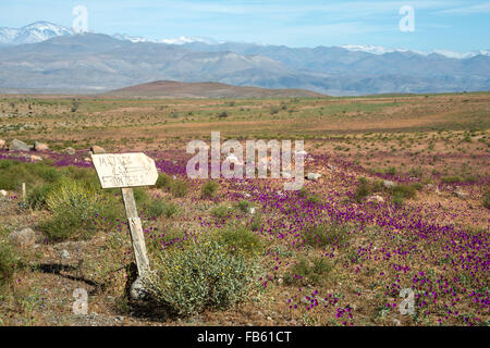 La floraison du désert (Espagnol : desierto florido) dans l'Atacama chilien. L'événement est lié à l'El Niño Banque D'Images