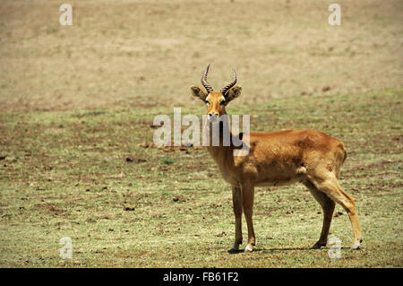 Antilope mâle puku (Kobus vardonii) debout dans le parc national de South Luangwa, en Zambie Banque D'Images