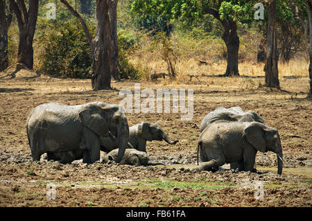 Groupe d'éléphants d'Afrique (Loxodonta africana) avec bain de boue à l'intérieur d'oursons South Luangwa National Park, Zambie Banque D'Images