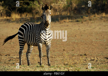 Le zèbre de Crawshay (Equus quagga crawshayi) debout dans la savane l'intérieur de South Luangwa National Park, Zambie Banque D'Images