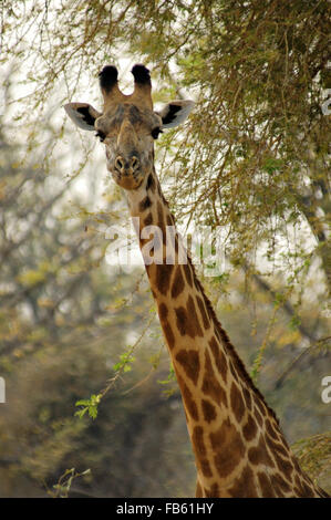 Close-up d'une girafe de Thornicroft Rhodesian ou dans le parc national de South Luangwa, en Zambie Banque D'Images
