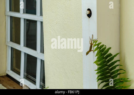 Une maison commune, Gecko Hemidactylus frenatusa, une chose commune dans les Caraïbes, s'accroche aux côté d'un immeuble à Sainte-Croix. Banque D'Images