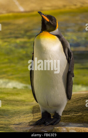 King Penguin, Zoo d'Édimbourg. Banque D'Images