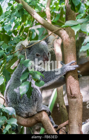 Koala au Zoo d'Edimbourg, Ecosse. Banque D'Images