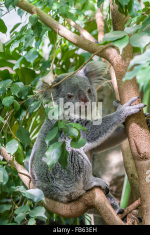 Koala au Zoo d'Edimbourg, Ecosse. Banque D'Images