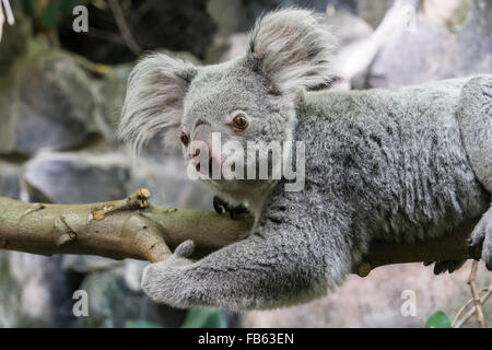 Koala au Zoo d'Edimbourg, Ecosse. Banque D'Images