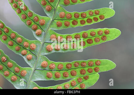 Close-up des sores sur la face inférieure d'un frond rock, le polypode Polypodium vulgare. Massachusetts, États-Unis Banque D'Images