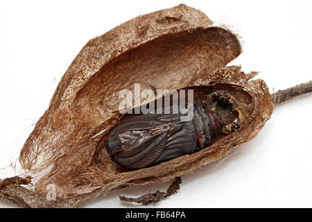 Un cocon de papillon de Cecropia, tranchées pour révéler l'exuvie (peau de la protection de la nymphe) Banque D'Images