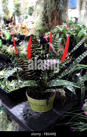 Vriesea splendens ou connu comme épée de feu Bromelia Banque D'Images