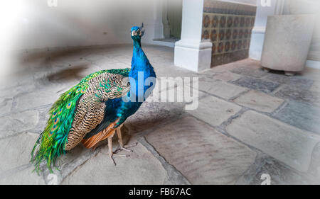 Belle peacock debout dans l'entrée de la terrasse à La Havane, Cuba. Banque D'Images