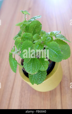 Mint en jaune pot sur table en bois Banque D'Images