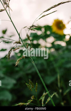 Herbe sauvage dans l'accent avec champ de tournesol flou en arrière-plan. Banque D'Images