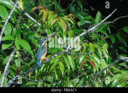 Bintan, Indonésie, Îles Riau. Jan 11, 2016. BINTAN, INDONÉSIE - 11 janvier : la politique commune de Kingfisher (Alcedo atthis) vu à Dompak forest le 11 janvier 2015 dans l'île de Bintan, Indonésie. La common kingfisher (Alcedo atthis) est un petit kingfisher avec sept sous-espèces reconnues dans sa large distribution à travers l'Eurasie et l'Afrique du Nord. Il est résident dans une grande partie de son aire de répartition, mais migre vers des zones où les rivières gèlent en hiver. © Sijori Images/ZUMA/Alamy Fil Live News Banque D'Images