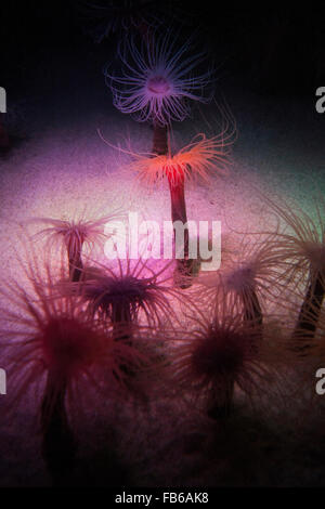 Anémone Anemona tubicola (tube), Monterey Bay Aquarium, Monterey, Californie, États-Unis d'Amérique Banque D'Images