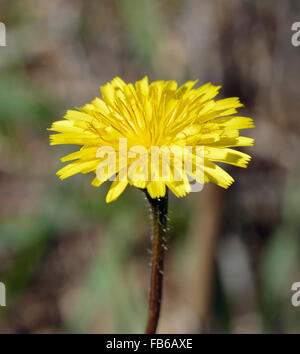 Tubéreux Hawkbit - Leontodon tuberosum fleur composite de la Méditerranée Banque D'Images