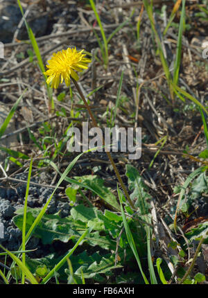 Tubéreux Hawkbit - Leontodon tuberosum fleur composite de la Méditerranée Banque D'Images