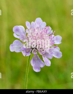 Petit Scabious - Scabiosa columbaria fleur des prairies calcaires Banque D'Images