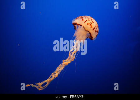 À rayures violet jelly (Chrysaora colorata), Monterey Bay Aquarium, Monterey, Californie, États-Unis d'Amérique Banque D'Images