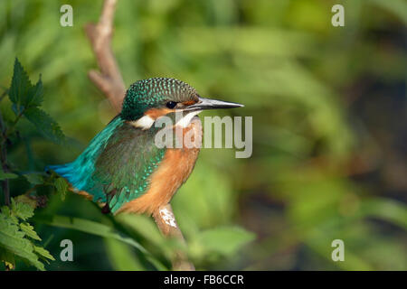 Kingfisher commun / Optimize ( Alcedo atthis ) perché sur un bâton en bois, dans la lumière du soleil, entouré de végétation verte, de l'Allemagne. Banque D'Images