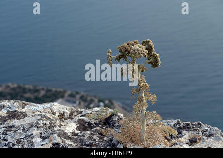 Les petits hommes célibataires de Seseli gummiferum plante desséchée (lune carotte) est sur le bord de côté raide de Hawk Mountain en Crimée Banque D'Images