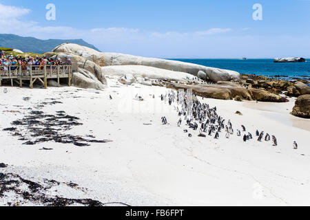 La plage de Boulders touristes et pingouins près de Simon's Town, Afrique du Sud Banque D'Images