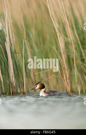 Grèbe huppé / Haubentaucher ( Podiceps cristatus ) choisir reed pour la nidification, choisit le matériel du nid, de l'Europe. Banque D'Images